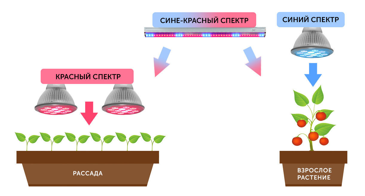 Cпектр фитолампы для растений